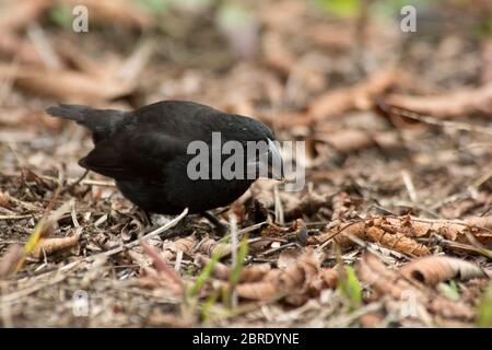 medium ground finch at El Chato reserve on Santa Cruz at the Galapagos Islands. Stock Photo