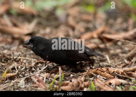 medium ground finch at El Chato reserve on Santa Cruz at the Galapagos Islands. Stock Photo