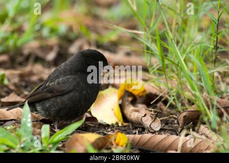 medium ground finch at El Chato reserve on Santa Cruz at the Galapagos Islands. Stock Photo