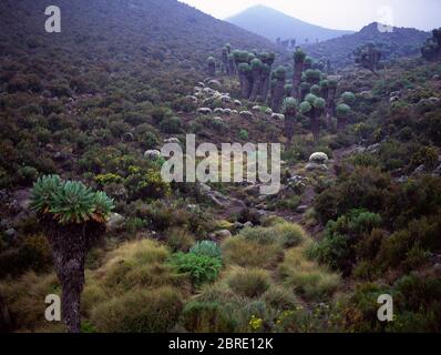 Giant Groundsel, Dendrosenecio kilimanjari, growing on the high slopes of Mount Kilimanjaro above the forest tree line, Tanzania, East Africa. Stock Photo