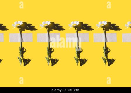 Creative pattern of chamomiles flowers with patches with hard shadows on yellow background. Top view. Flat lay. Stock Photo