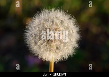 Dandelion Seed Head Growing on Olkhon Island, Lake Baikal, Russia Stock Photo