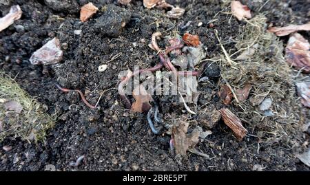 California red earthworms produce vermicompost and biohumus, process compost, and improve soil fertility. Earthworm bait for fishing. Ecological farmi Stock Photo