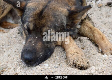 Closeup of Mongrel Dog from Khuzhir Village Sleeping on a Sandy Beach on Olkhon Island, Lake Baikal, Russia Stock Photo