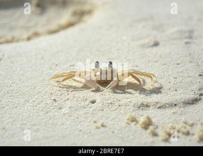 Little crab living on the beach on Klein Bonaire Stock Photo