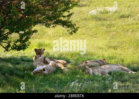 Lion pride resting in the shade of a tree on a sunny day Stock Photo