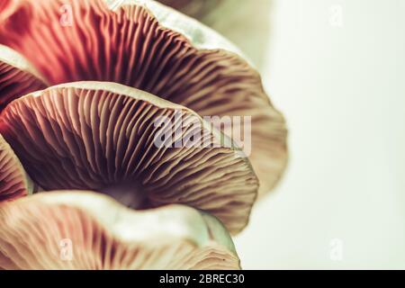 Close up beautiful bunch mushrooms.  Background pattern for design. Macro Photography View. Stock Photo