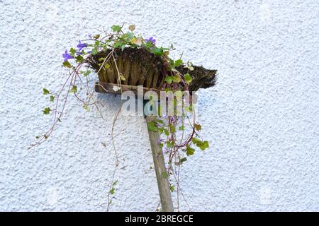 Funny looking abandoned garden brush with flowers and plants grown on it on textured white background. Stock Photo