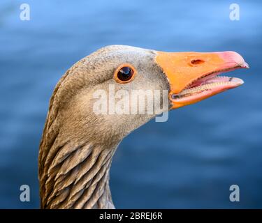 Close up of the head of a greylag goose (Anser anser) in Kelsey Park, Beckenham, Kent, UK Stock Photo