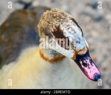 Head of Egyptian goose (Alopochen aegyptiaca) from above. Kelsey Park, Beckenham, Kent. Stock Photo