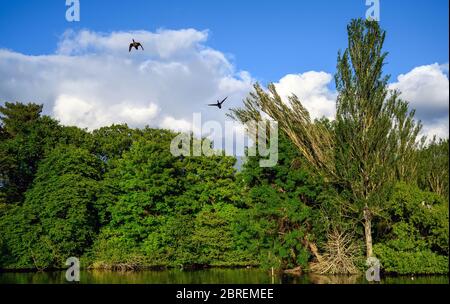 Kelsey Park, Beckenham, Greater London with blue sky and white clouds. Two Canada geese are flying above the lake. Stock Photo