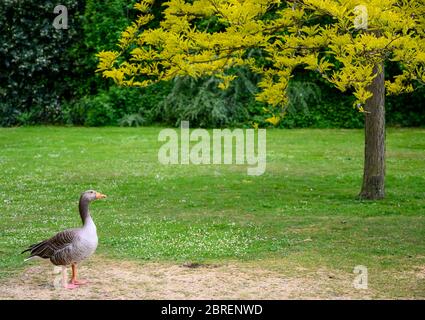 Greylag goose and tree in Kelsey Park, Beckenham, Kent, UK Stock Photo