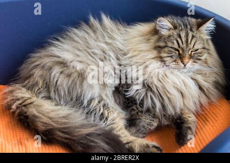 Cute male cat with brown tabby hair in relax time Stock Photo