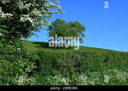 Hawthorn, also known as Crataegus monogyna, flowering in a hedgerow with an isolated elm tree on the hillside beyond, Dorset, England Stock Photo