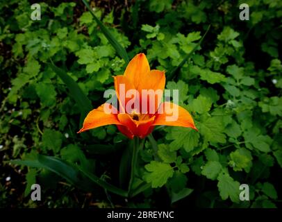 Orange tulip on green plants background. Tulips flower in the garden. Stock Photo