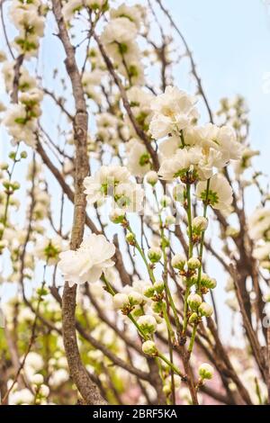 Close-up on white flowers of Hana Peach or Hana Momo tree in the Tennoji Temple of Yanaka district in Tokyo. Stock Photo