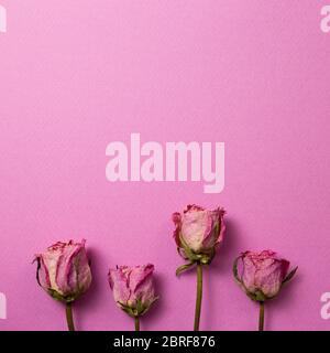 Dry pink rose flowers on pink background. Floral composition, top view, copy space Stock Photo