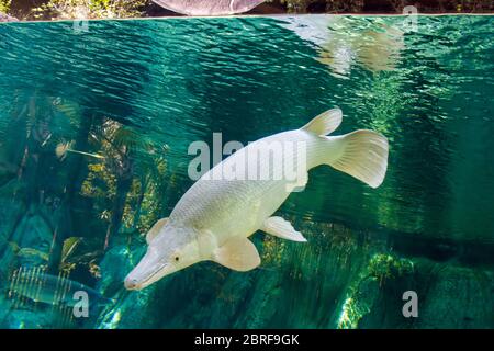 An  platinum  Alligator gar (Atractosteus spatula) in water. It is not albino because the eyes are black instead of red. Stock Photo