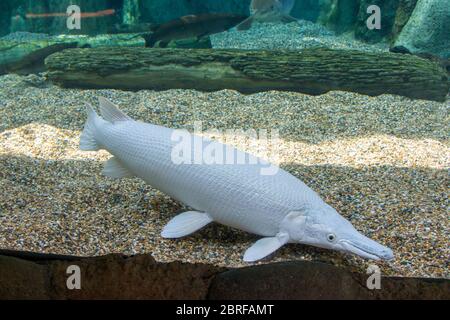 An  platinum  Alligator gar (Atractosteus spatula) in water. It is not albino because the eyes are black instead of red. Stock Photo