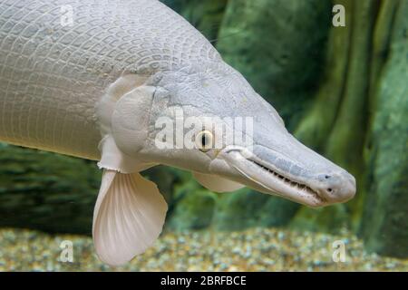 An  platinum  Alligator gar (Atractosteus spatula) in water. It is not albino because the eyes are black instead of red. Stock Photo