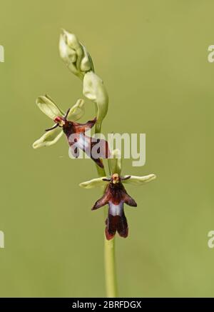 Fly Orchid: Ophrys insectifera. Kent, UK. Stock Photo