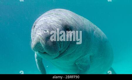 A very cute and curious baby West Indian Manatee (trichechus manatus) approaches the camera for a close-up. Stock Photo