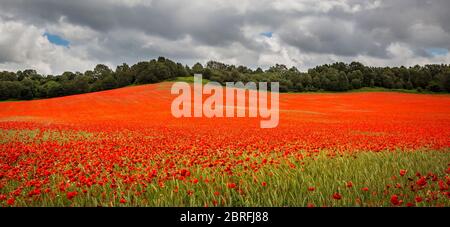 Red common poppies in flower (Papaver rhoeas) growing in UK countryside crop fields. English country summer landscape; poppy field as Flanders Fields. Stock Photo