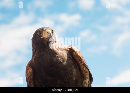 Close-up of a stunning Harris's hawk observing the world with his hazel colored eyes against a blue sky background. Stock Photo