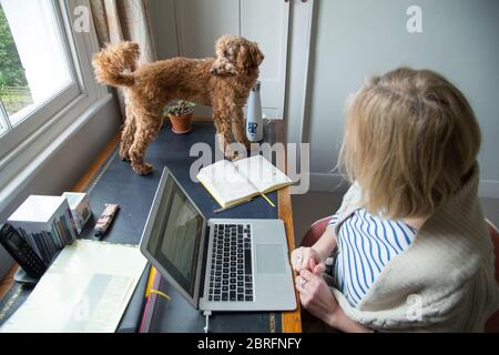 A middle aged woman working from home on her laptop in the company of her pet dog on her desk during the Covid-19 pandemic Stock Photo