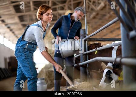Man and woman workers working on diary farm, agriculture industry. Stock Photo