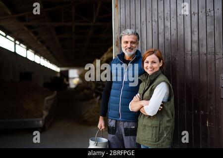 Man and woman workers standing on diary farm, agriculture industry. Stock Photo
