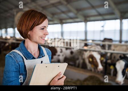 Woman manager with clipboard working on diary farm, agriculture industry. Stock Photo