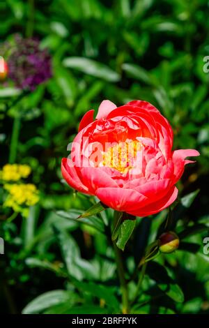 Close-up view of semi-double, salmon pink Paeony Coral Charm flowering in late spring to early summer in a garden is Surrey, south-east England Stock Photo