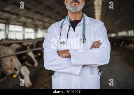 Unrecognizable man veterinary doctor on diary farm, agriculture industry. Stock Photo