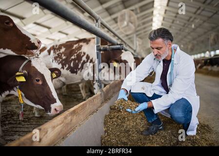 Man veterinary doctor working on diary farm, agriculture industry. Stock Photo