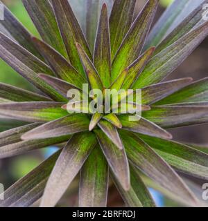 A macro shot of the leaves of a tiger lily plant. Stock Photo