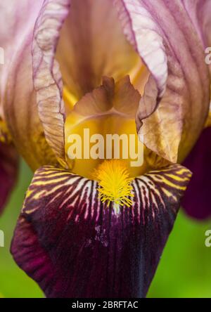 A macro shot of a purple bearded iris bloom. Stock Photo
