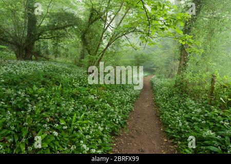 A pathway through Ramsons (Allium ursinum) or Wild Garlic in flower in Mendip Lodge Wood in the Mendip Hills National Landscape, North Somerset, England. Stock Photo