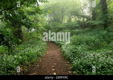 A pathway through Ramsons (Allium ursinum) or Wild Garlic in flower in Mendip Lodge Wood in the Mendip Hills National Landscape, North Somerset, England. Stock Photo