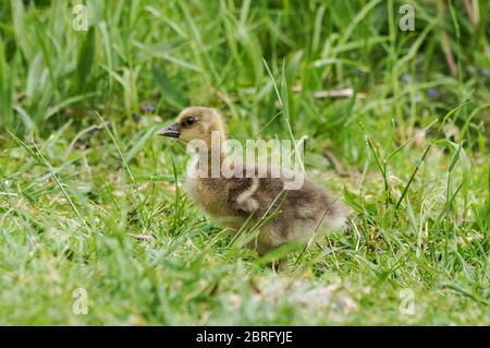 Canada goose gosling sitting in grass Stock Photo