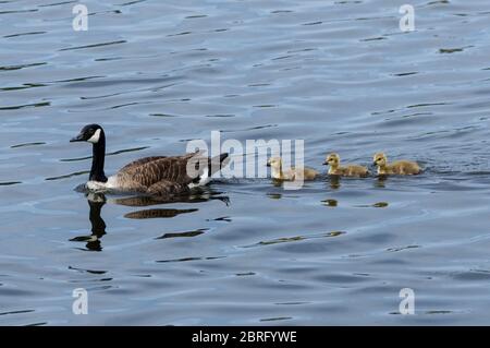 Canada goose with goslings swimming in line Stock Photo