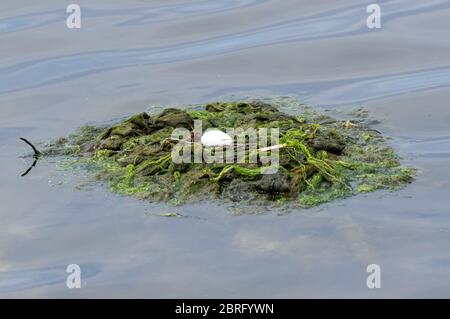 Egg in great crested grebes nest, England, United Kingdom, UK Stock Photo