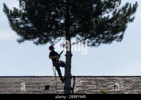 Tree surgeon trimming branches of pine tree Stock Photo