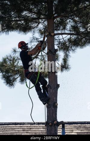 Arborist cutting pine tree with a chainsaw Stock Photo