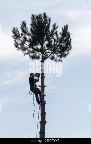 Arborist cutting pine tree with a chainsaw Stock Photo