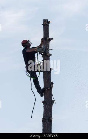 Arborist cutting pine tree with a chainsaw Stock Photo