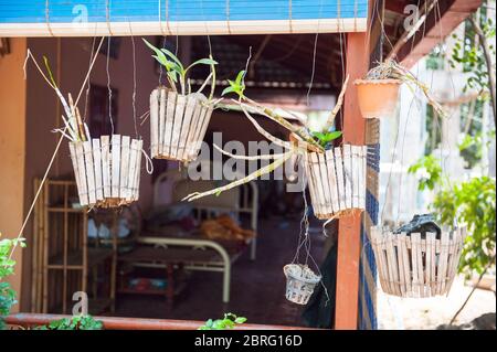 Orchids growing in pots hung on the side of houses. Udong, Kampong Speu Province, Cambodia, Southeast Asia Stock Photo