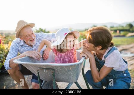 Senior grandparents and granddaughter in wheelbarrow, gardening concept. Stock Photo
