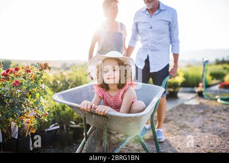 Senior grandparents pushing granddaughter in wheelbarrow when gardening. Stock Photo