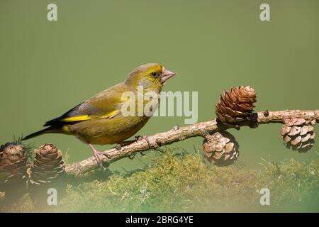 Greenfinch on a conifer branch Stock Photo